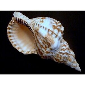 ToyCaribbean Triton figure 8 - 9" vintage beach decor ocean theme nature